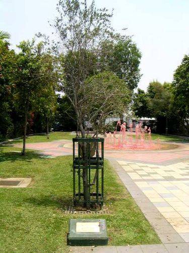 ANZAC Park Memorial Tree