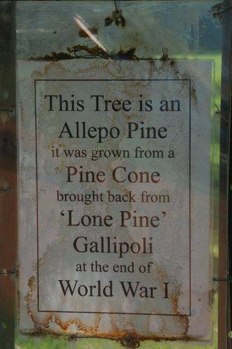 Aleppo Pine Plaque : July -2014