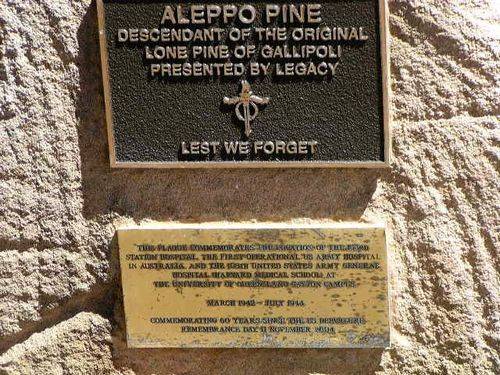 Aleppo Pine   Plaque