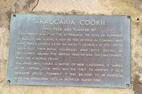 Araucaria Cookii Plaque Inscription