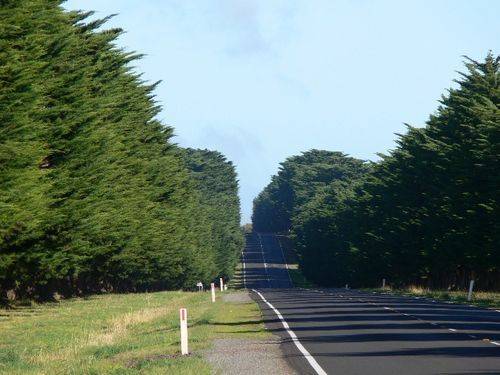 Avenue of Honour : 04-July-2011