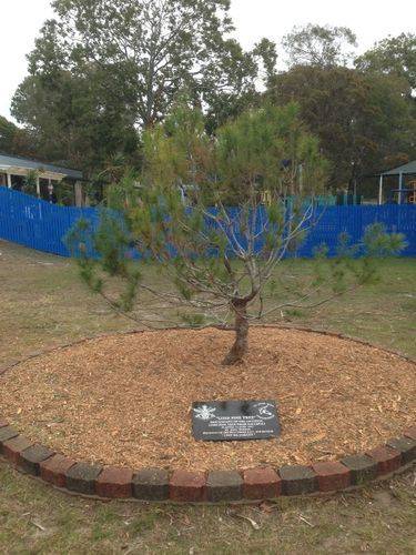 Beachmere State School Lone Pine : August -2014