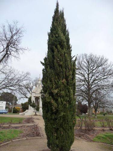 Beaufort Lone Pine Memorial