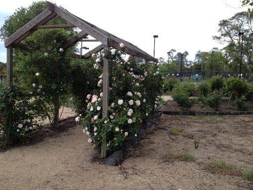 Commemorative Rose Garden : October 2013