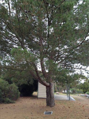 Gallipoli Lone Pine : April 2014