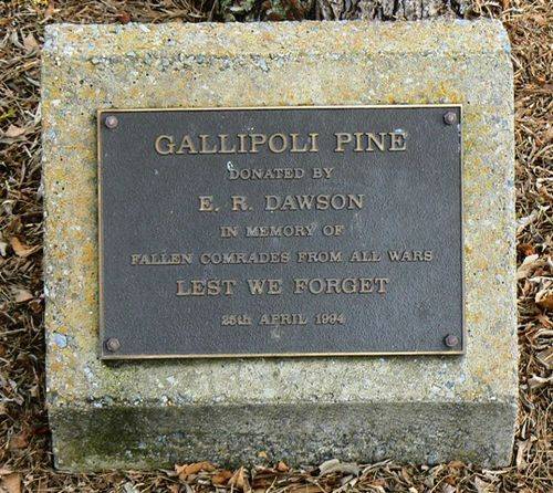 Gallipoli Pine : 11-June-2011