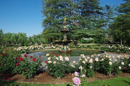 Garden of Peace Roses + Chisholm Fountain 2
