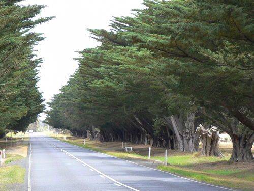 Inverleigh Avenue of Honour