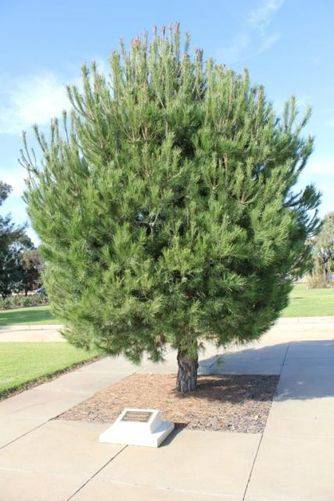 Lone Pine Memorial : 16-July-2011