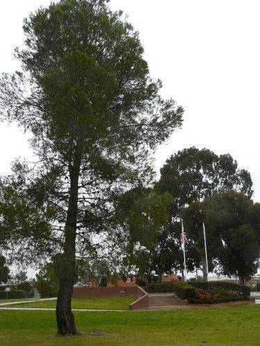 Lone Pine Memorial : 10-August-2011