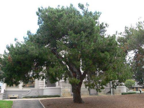 Lone Pine Memorial : 7-September-2011