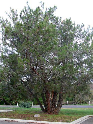 Lone Pine Memorial  : 10-May-2012