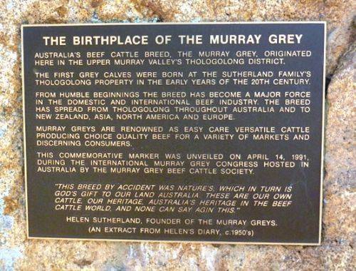 Murray Grey : 25-January-2011