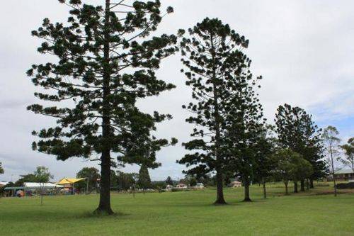 Nesbitt Park Memorial Trees 2 