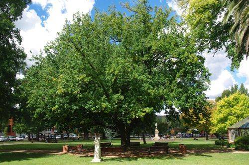 Lady Belmore Oak : June 2014