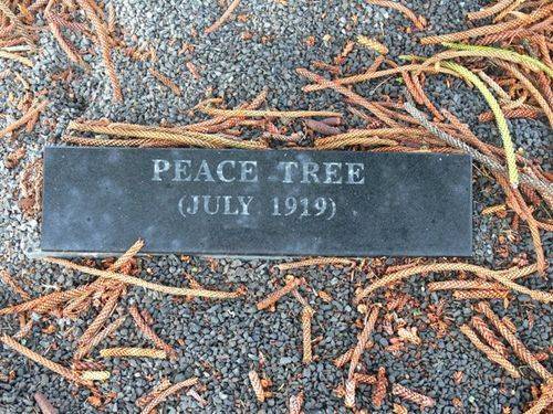 Peace Tree : 12-May-2012