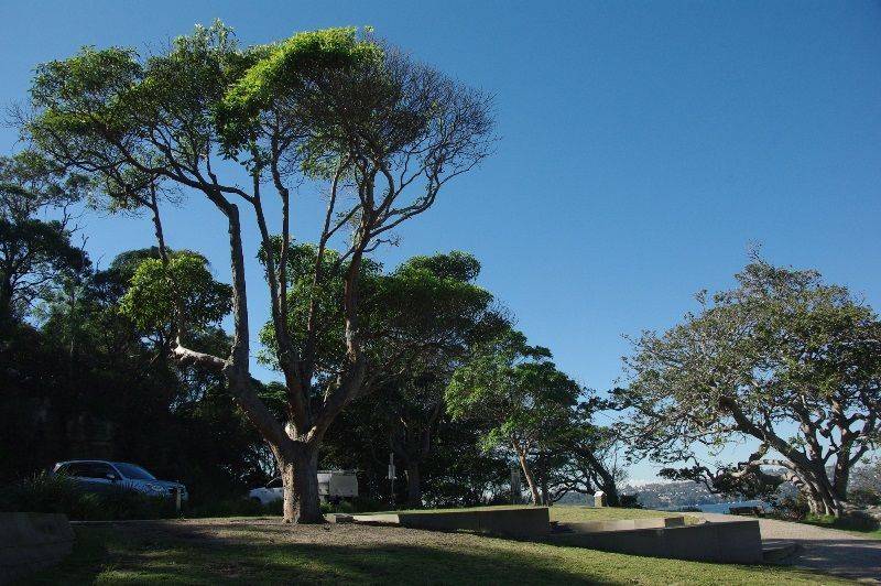 HMAS Perth Tree: 22-June-2018