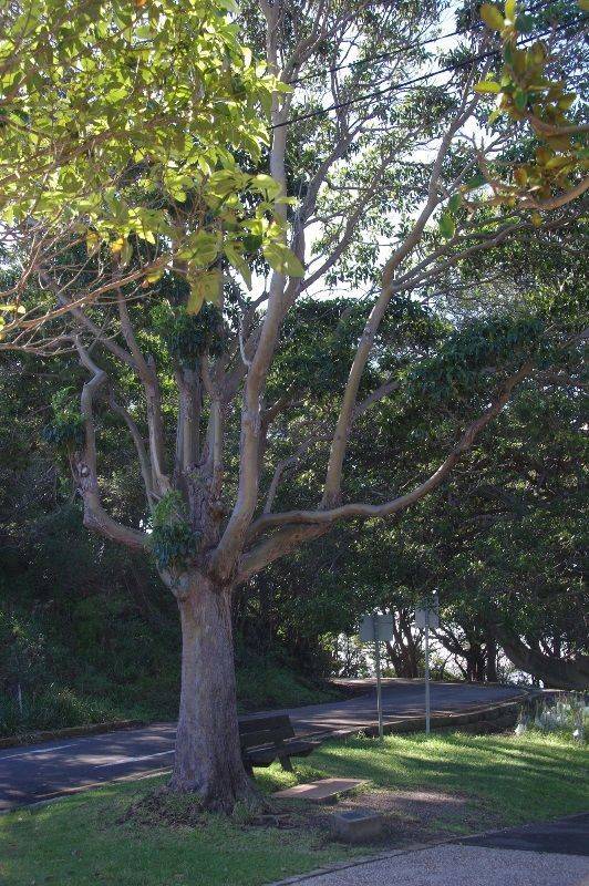 HMAS Parramatta Tree: 22-June-2018