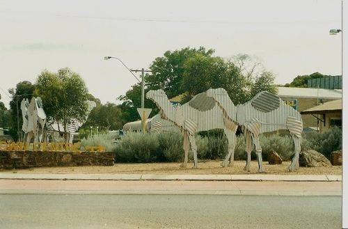 Tin Camels