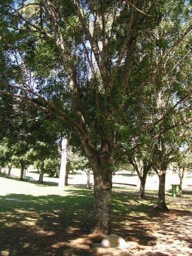 Toowoomba WRAAF Memorial Avenue