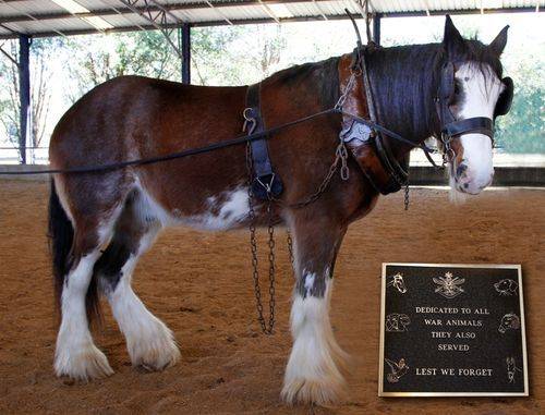 Clydesdale Horse & Memorial Plaque : 2-August-2014