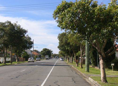 Wilkinson Avenue Trees : 22-05-2014