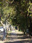 Anzac Parade Trees : 11- August-2015