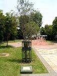 ANZAC Park Memorial Tree