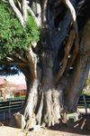 Ald Blacket Tree : August-2014