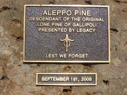 Aleppo Pine Plaque : 19 - October-2014