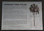 Cabbage Tree Palms Plaque