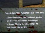 Gallipoli Pine Inscription