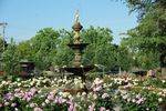 Garden of Peace Roses + Chisholm Fountain
