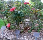 Macarthur & District Memorial Rose Garden : 14-May-2013