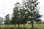 Nesbitt Park Memorial Trees