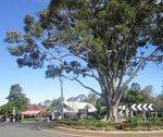 Fig Tree Roundabout : 19-June-2013