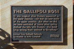 Gallipoli Rose 2 : 05-May-2015