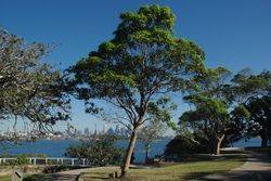 HMAS Canberra Tree: 22-June-2018