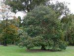 Royal Botanic Gardens Staff Memorial Tree : 16-November-2011
