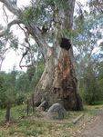 Shire of Strathfieldsaye Historic Tree