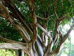 Tree Closeup : 27-05-2014